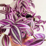 Pink Wandering Jew Live Plant, Tradescantia Pink Plant Live, Rare Variegated Houseplant, 4-7 Inches Tall, 3.25 Inch Pot for Indoor Houseplant