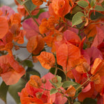 Combo 2 Bougainvillea Plants Live Trees, Outdoor Bougainvillea Plant for Trailing Flowering Vines or Bush Tree, 5-10” Tall, Well-Rooted Bougainvillea Bright Yellow Orange