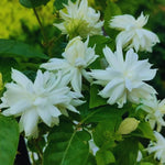 Double Jasmine Sambac Live Plants, 2 Jasmine Plants Live, 5 to 7 Inch Tall, Live Plants Outdoor Indoor
