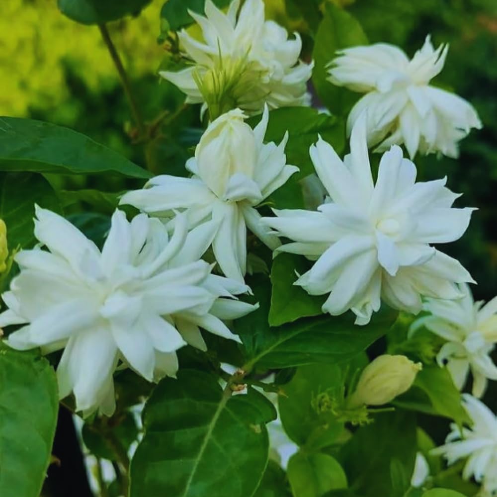 Double Jasmine Sambac Live Plants, 2 Jasmine Plants Live, 5 to 7 Inch Tall, Live Plants Outdoor Indoor