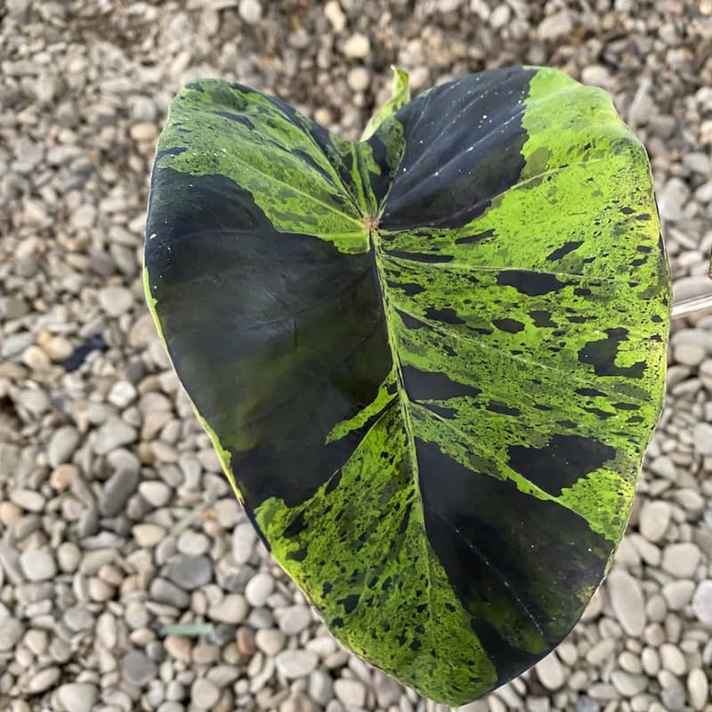 Combo 2 Black Green Colocasia Live Plants, 5 to 8" in Tall, Elephant Ear Esculenta Taro Alocasia Live Plant for Planting, Live House Plant Colocasia