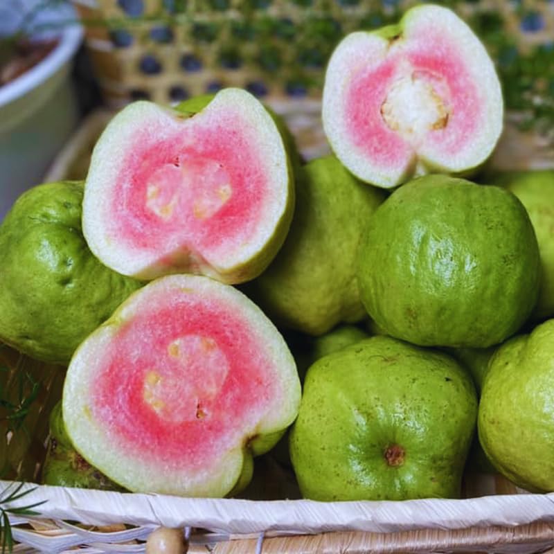 Guava Tree Live Plant, 4-8" Pink Guava Tree Live Plant, Guava Tree Plant Live, Guava for Planting