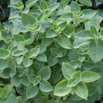 2 Mexican Cuban Oregano Plants Live, 4-6" Tall Spanish Thyme Mexican Mint for Indoor Outdoor Growing