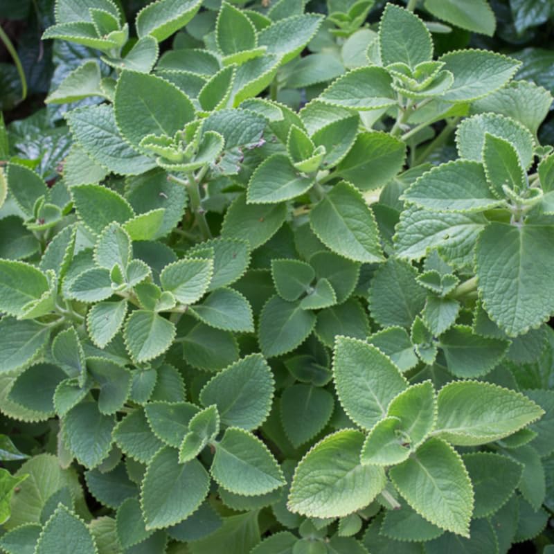 2 Mexican Cuban Oregano Plants Live, 4-6" Tall Spanish Thyme Mexican Mint for Indoor Outdoor Growing