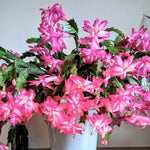 Christmas Cactus Plant, Thanksgiving Cactus in 4” Pot, Colorful Holiday Blooms, Indoor Gardens Growing (Pink Christmas Cactus)