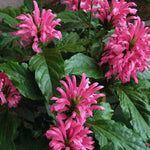 Live Shrimp Plant for Growing, 4 to 6 Inc Tall, Pink Shrimp Live Plant, Shrimp Plants Live Indoor Outdoor