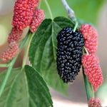 Set 2 Mulberry Trees Plants 5 to 8 Inch Height, Sweet Mulberry Plants Live for Planting, Mulberries Fruit to Grow Outdoor, No Pot (Illinois Everbearing Mulberry)