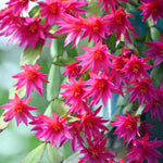 Easter Cactus Plants Live, Spring Bloom, Cold Hardy, 5-9" in Tall, No Pot, Starter Holiday Cactus Plant for Indoor Outdoor Houseplants (Pink)