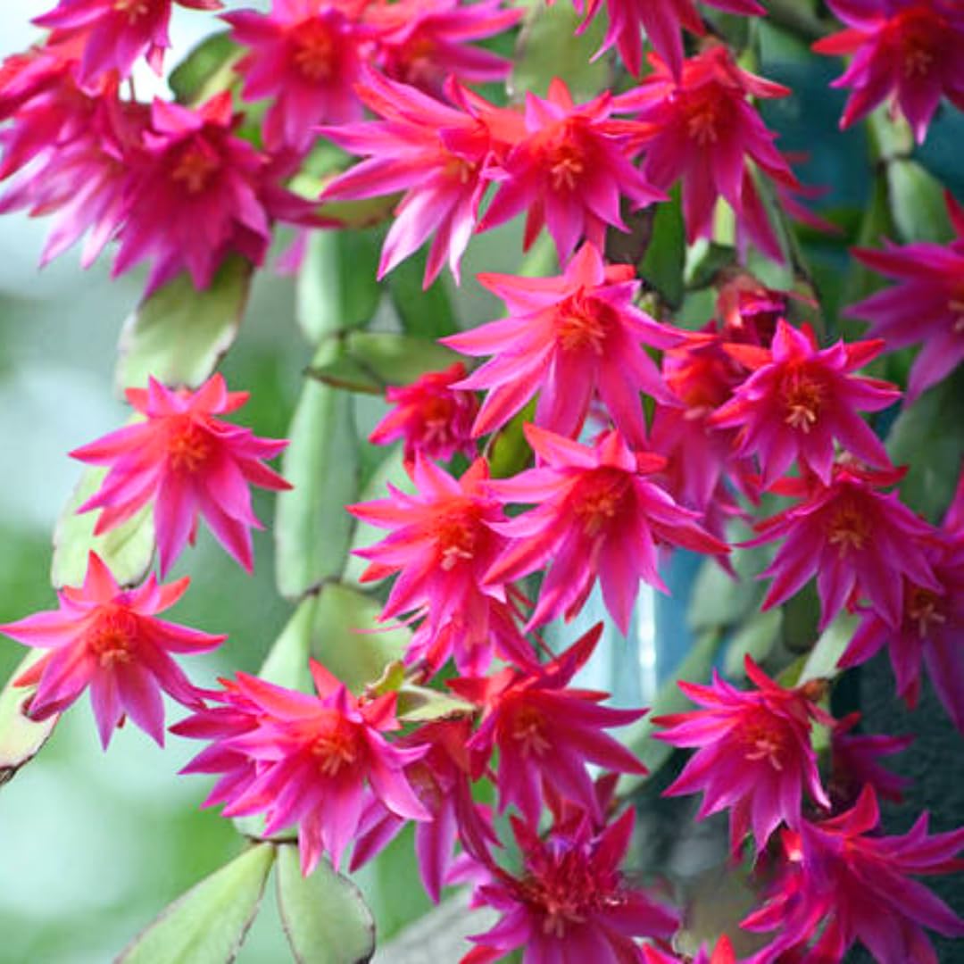 Easter Cactus Plants Live, Spring Bloom, Cold Hardy, 5-9" in Tall, No Pot, Starter Holiday Cactus Plant for Indoor Outdoor Houseplants (Pink)