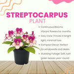Streptocarpus Live Plant in 3.25" Pot, 5-8" False African Violet Ladyslipper Primose Plant for Spring Planting, Indoor Outdoor Home Décor (Blue White)