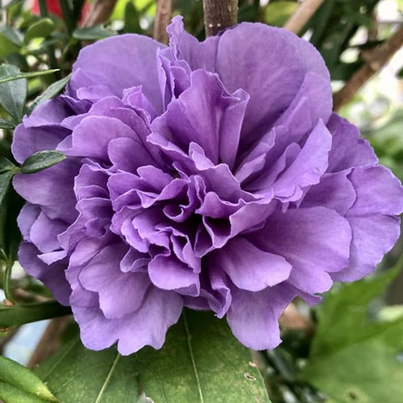 Purple Rose of Sharon Plant, Hardy Hibiscus Bush Shrub Well-Rooted 7-13" Tall Althea Shrub with Summer Blooms for Outdoor Landscape