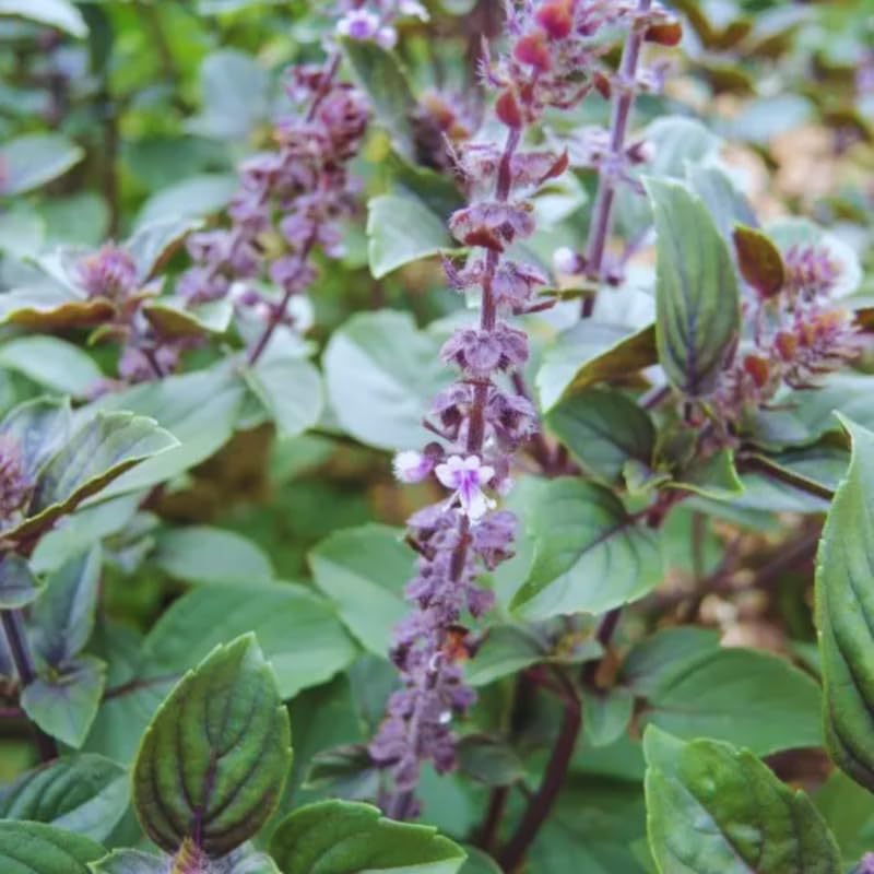 Blue Basil Plant Pot, 4 Blue African Basil Live Plants, Basil Starter Plant, Basil Plant Live, 3 to 5 Inc in Height