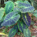 Colocasia Esculenta, Colocasia Live Plant, Elephant Ears Live Plant, Esculenta Taro Live Houseplant, 5-8 Inc Tall, No Pot (Rare Colocasia)