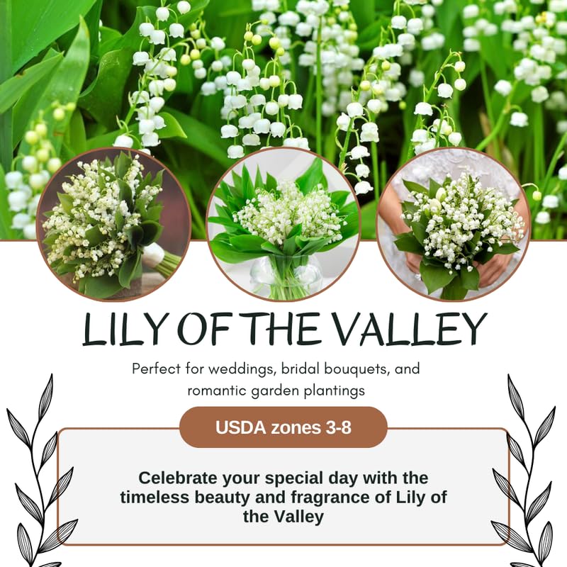 Set 10 Lily of The Valley Bulbs, Fragrant Perennial Flower Bulbs for Spring Blooms, White Lily Bulbs for Planting