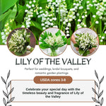 10 Lily of The Valley Bulbs, Hardy Perennial Flower Bulbs with White Blooms for Garden Planting, Fragrant Lily Bulbs