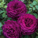 2 Purple Rose Climbing Live Starter Plants, Fragrant Purple Climbing Rose for Planting Outdoor, No Pot, 1 Year Old Rose Plant, Well-Rooted Rose Plants Live Ready to Plant