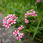 2 Verbena Live Plants, Trailing Verbena Plants for Planting Outdoor, Perennial Ground Cover Flowers 4-7 Inches (Bicolor)