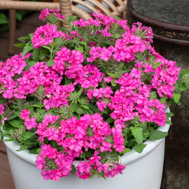 Sets 4 Perennial Verbena Live Plants Ground Cover or Trailing 1-4" Plugs, Pink Bloom, Outdoor Planting Spring