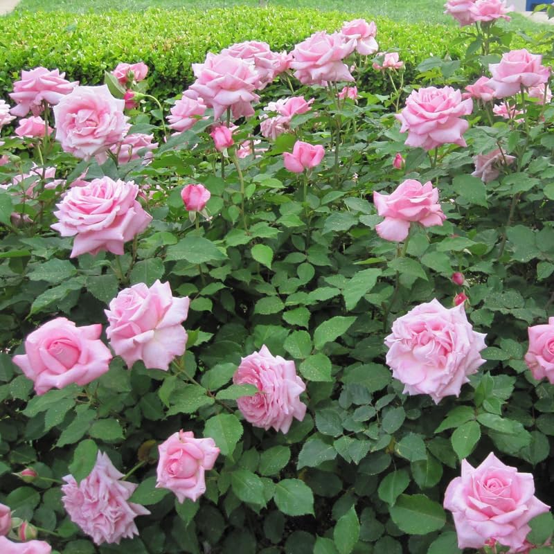 Rose Bush Live Plant, Hybrid Tea Rose Plant Live, 5-9 Inch Tall, Fragrant Flowers Tree, Well-Rooted 1 Year Old, No Pot (Pink Rose)