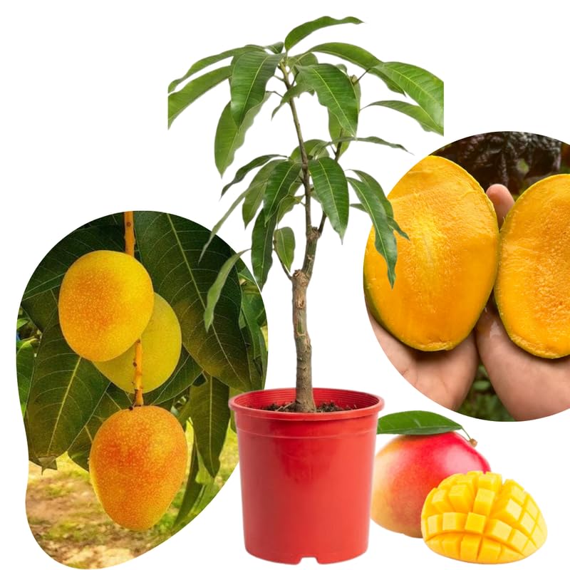 Carrie Mango Plant Live for Planting, 1 Year Old 10–14 Inch Tall, Early to Mid Season Sweet Mango Variety Zones 9–11