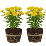 2 Lantana Plants Live, Lantana Live Plants for Planting Outdoors, Trailing Lantana Plants Live, 5 to 7 Inc Tall (Yellow)