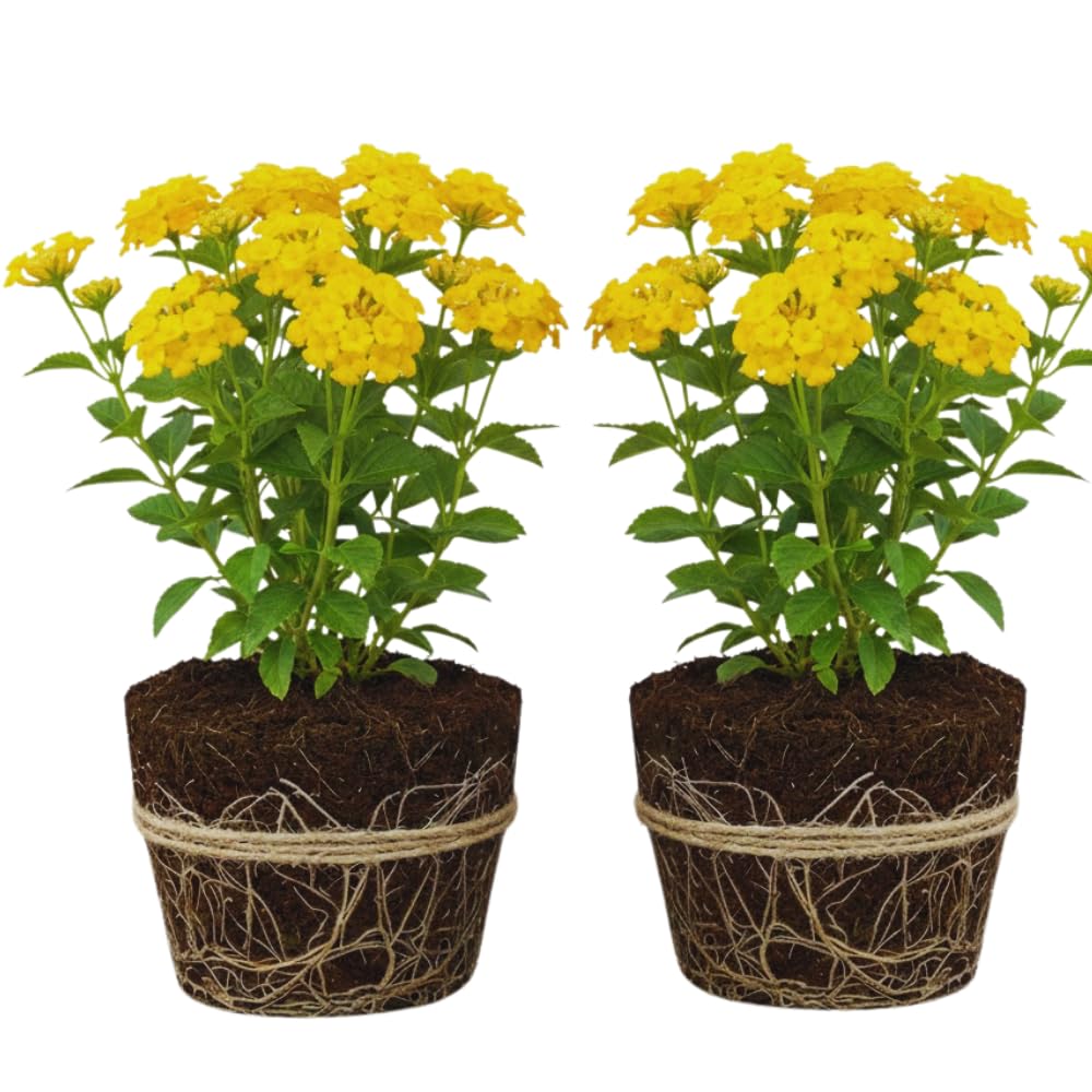 2 Lantana Plants Live, Lantana Live Plants for Planting Outdoors, Trailing Lantana Plants Live, 5 to 7 Inc Tall (Yellow)