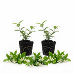 2 Asiatic Jasmine Live Plants, Fragrant Flowering Shrubs, 4-6" Tall