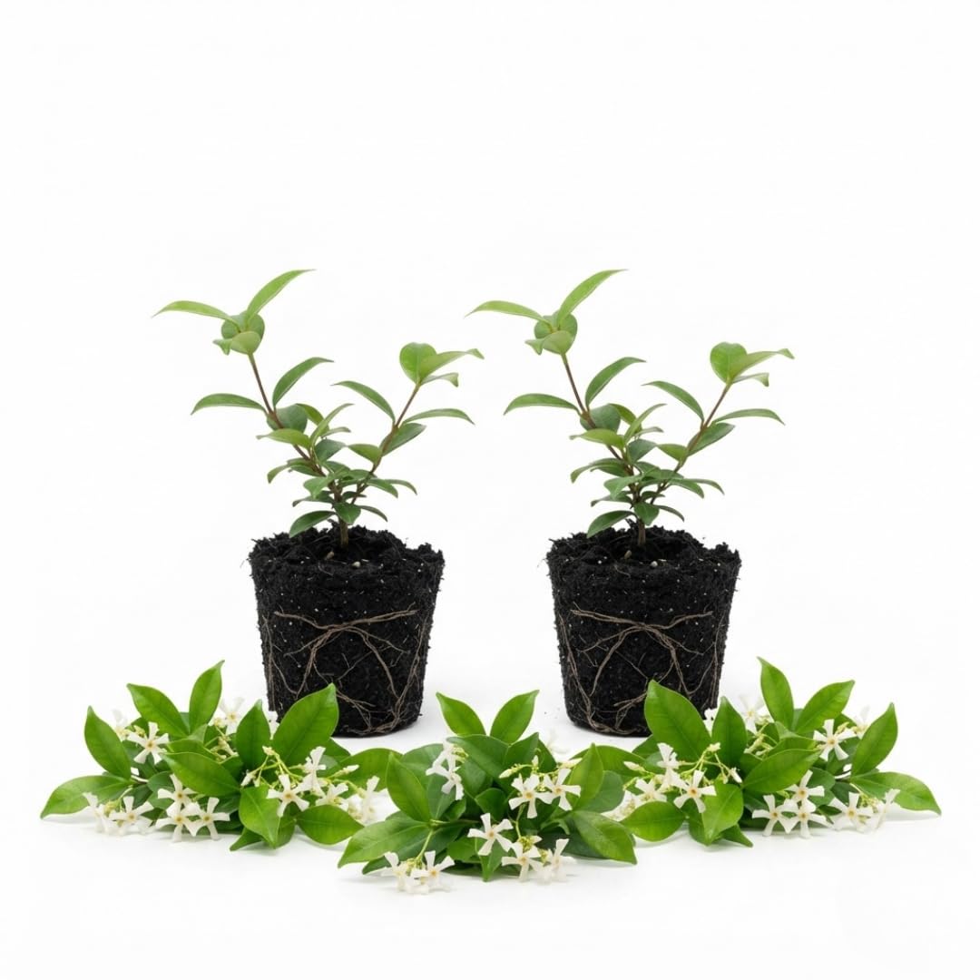 2 Asiatic Jasmine Live Plants, Fragrant Flowering Shrubs, 4-6" Tall