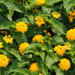 2 Trailing Yellow Lantana Plants Live, Colorful Perennial, Long-Blooming and Very Hardy, Size 5 to 12 Inches in Tall, Well-Rooted, Outdoor Planting