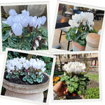 2 White Cyclamen Plants Live in 4" Pot, Already Bloom in Vibrant Color, Easy to Care for Indoor or Garden Flowering Houseplant