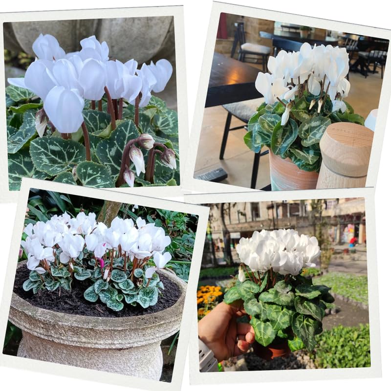 2 White Cyclamen Plants Live in 4" Pot, Already Bloom in Vibrant Color, Easy to Care for Indoor or Garden Flowering Houseplant
