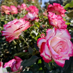 Rose Bush Live Plant, Hybrid Tea Rose Plant Live, 5-9 Inch Tall, Fragrant Flowers Tree, Well-Rooted 1 Year Old, No Pot (Cherry Rose)
