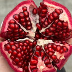 Hardy Pomegranate Tree Live Plant, 5 to 7 Inc Tall Well Rooted, Red Pomegranate Bush Plant for Growing
