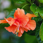 2 Double Orange Hibiscus Trees Live Plant, Hardy Hibiscus Plants Live, 5 to 7Inc, Hibiscus Shrub Gardening