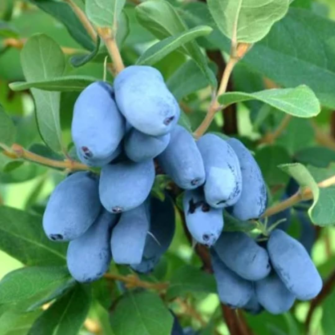 Blue Honeyberry Plant Live, Sweet Blue Honey Berry Tree, Perennial Haskap Plants, 6-8 Inch Tall for Planting