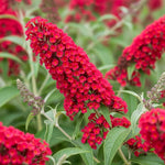 AVERAR 6 Months Old Red Butterfly Bush Live Plant, Butterfly Bushes Ready to Plant Outdoor, Buddleia Plant Bush Shrub 5-7 Inches Tall, No Pot