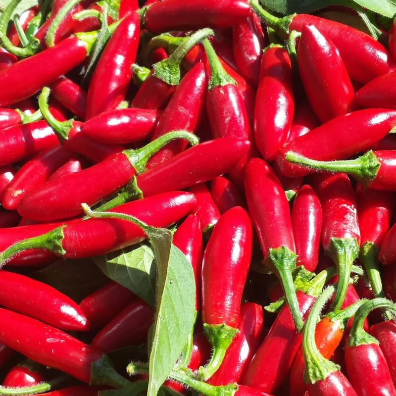 Serrano Pepper Plants Live for Planting, in 4" Pot, Hot Chili Pepper for Indoor and Outdoor Growing