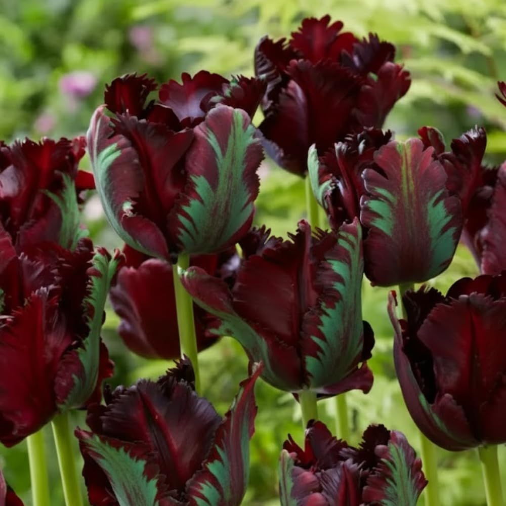25 Tulip Bulbs for Planting, Easy-Grow Spring Flowers, Assorted Perennial Tulip Bulbs, Bulb Size 11/12 cm, Gardens, Containers, Flowerbeds Planting (Black Tulip)