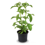 2 Stevia Live Plants, Stevia Plant Live, Herb Plant Indoor, Stevia Starter Plants