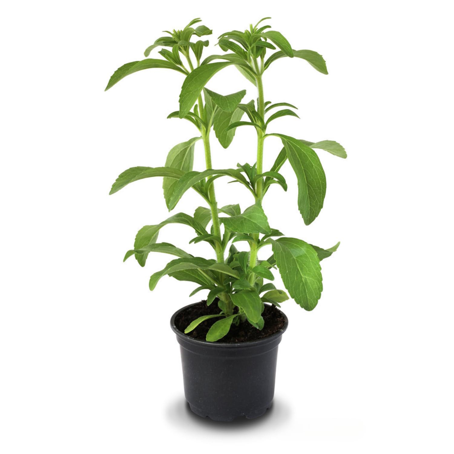 2 Stevia Live Plants, Stevia Plant Live, Herb Plant Indoor, Stevia Starter Plants