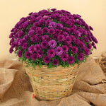 Purple Chrysanthemum Plants Live Starter, Mums Plants Live for Spring Blooms, Outside Growing, Hardy and Fast-Growing, Size 4-8" in Tall