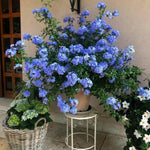 Plumbago Live Plant in 4 Inch Pot, 4-6" Tall Blue Flower Vine Bush, Perennial Hardy Blue Plumbago Live Plants