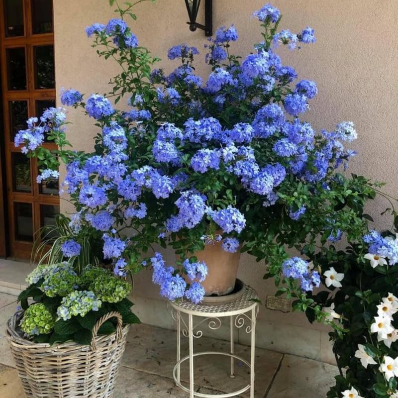 Plumbago Live Plant in 4 Inch Pot, 4-6" Tall Blue Flower Vine Bush, Perennial Hardy Blue Plumbago Live Plants