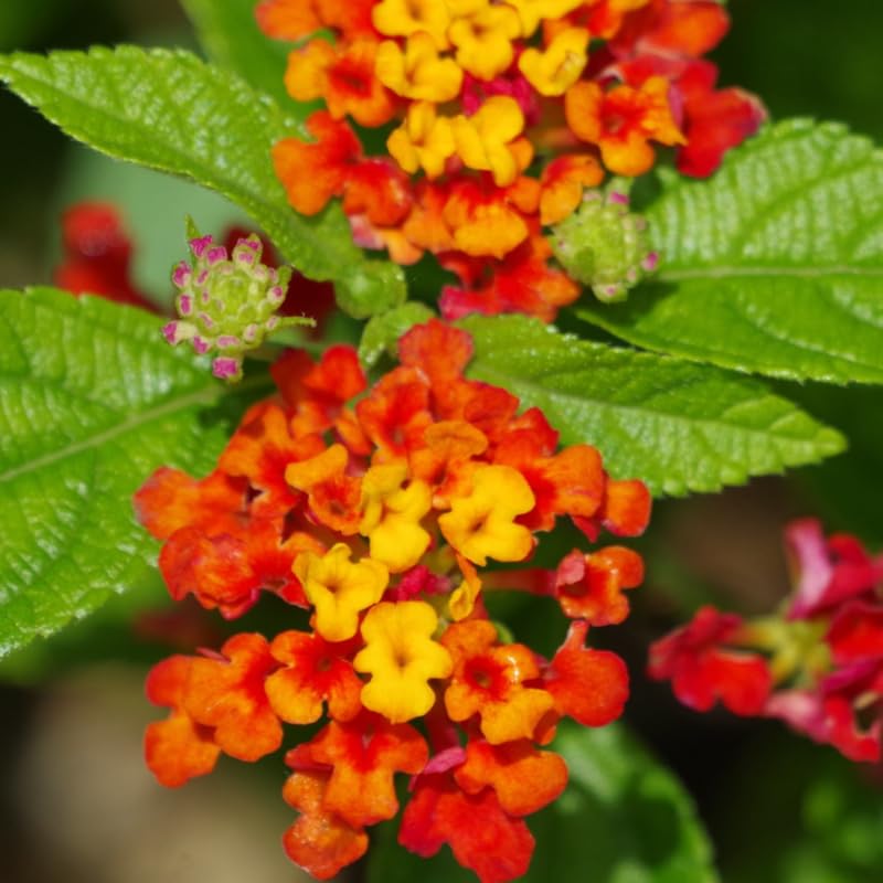 3 Trailing Lantana Plants Live, 5 to 7 Inc Tall, Red Lantana Live Plants for Planting Outdoors Flower Gardening