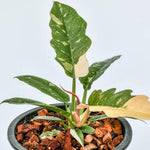 Variegated Philodendron Live Plant, Rare Indoor Houseplant Live Well Rooted 5-7 Inches, Container Growing, Home Office Decor (Fire Philodendron)
