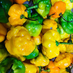 Set 3 Hot Pepper Live Plants, 90 Days Old Live Pepper Chili Plant for Spring Planting (Yellow Jamaican Scotch Pepper)