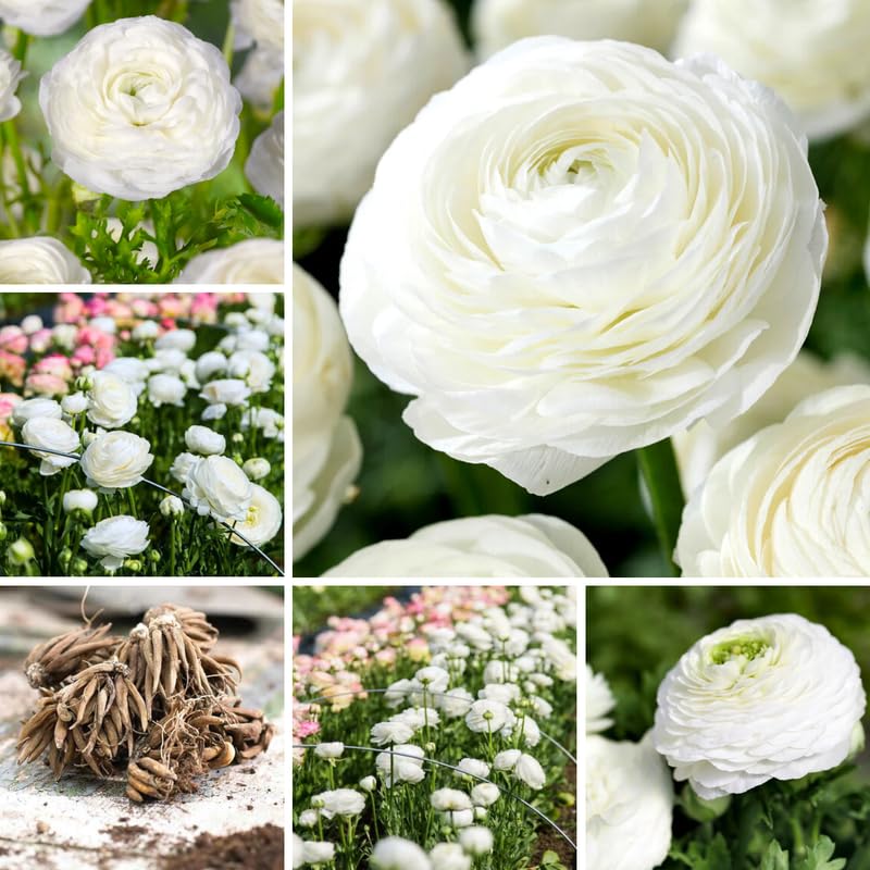 Pack of 30 Ranunculus Flowers Bulbs for Spring Planting, Ranunculus Bulbs for Planting, Spring Blooms Vibrant Perennial Bulbs for Garden Borders (White)