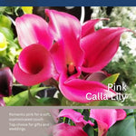 Pack 3 Pink Calla Lily Bulbs - Calla Lily Flowering Bulbs for Garden and Containers, Easy to Grow Summer Blooms