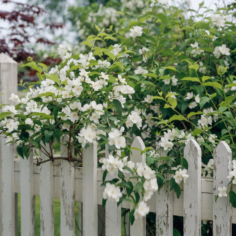 Philadelphus Mock Orange Trees Live Plants, 1 Year Old Bush in Pot, Climbing or Shrub Tree, Very Fragrant White Blooms, Cold Hardy