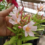 Live Oleander Plant from 5 Inc, Salmon Oleander Flower Plant Live, Well Rooted